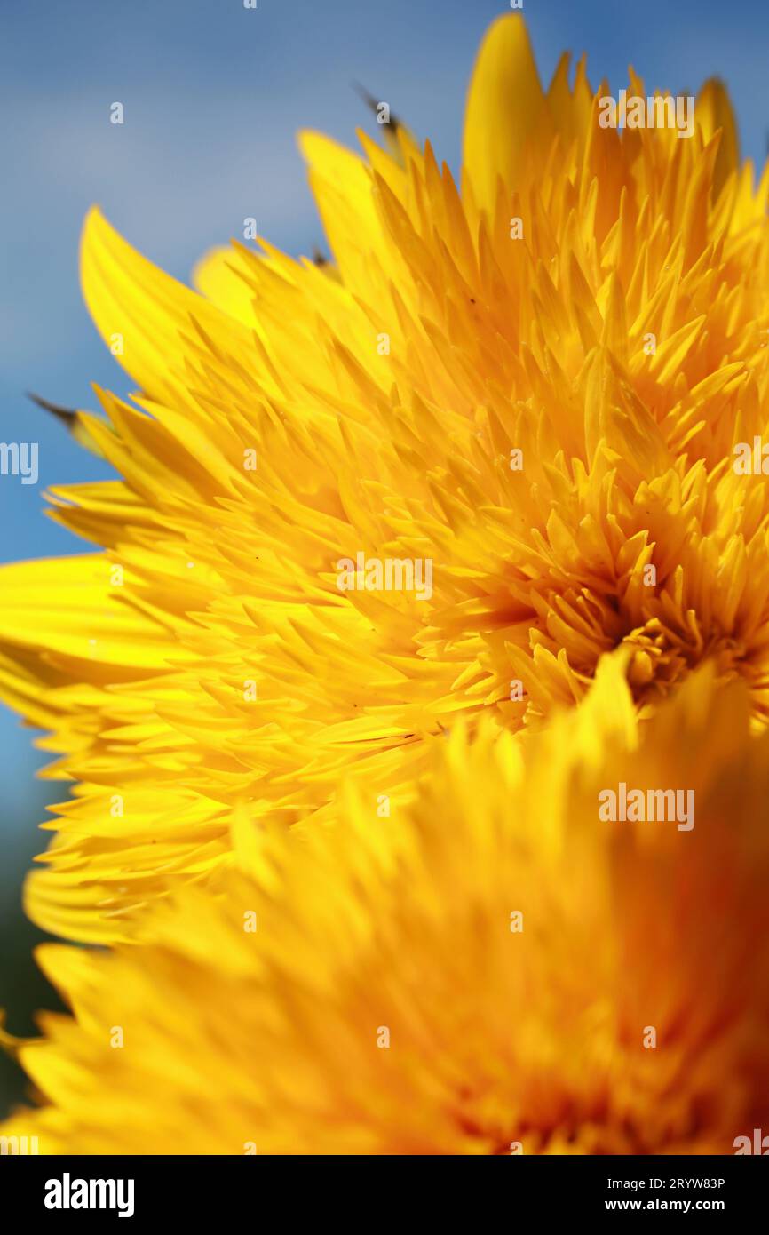Close-up of Teddy Bear Sunflowers Stock Photo