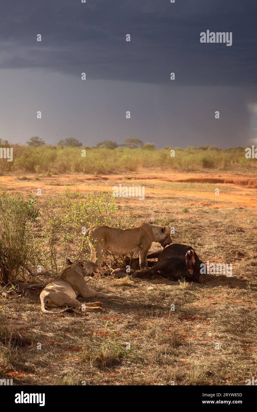 Wildlife Encounter in Kenya: Female Lions and a Downed Water Buffalo Stock Photo