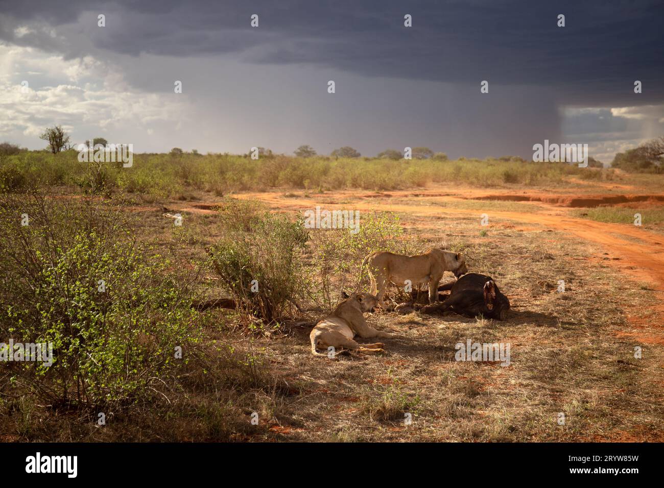 Wildlife Encounter in Kenya: Female Lions and a Downed Water Buffalo Stock Photo