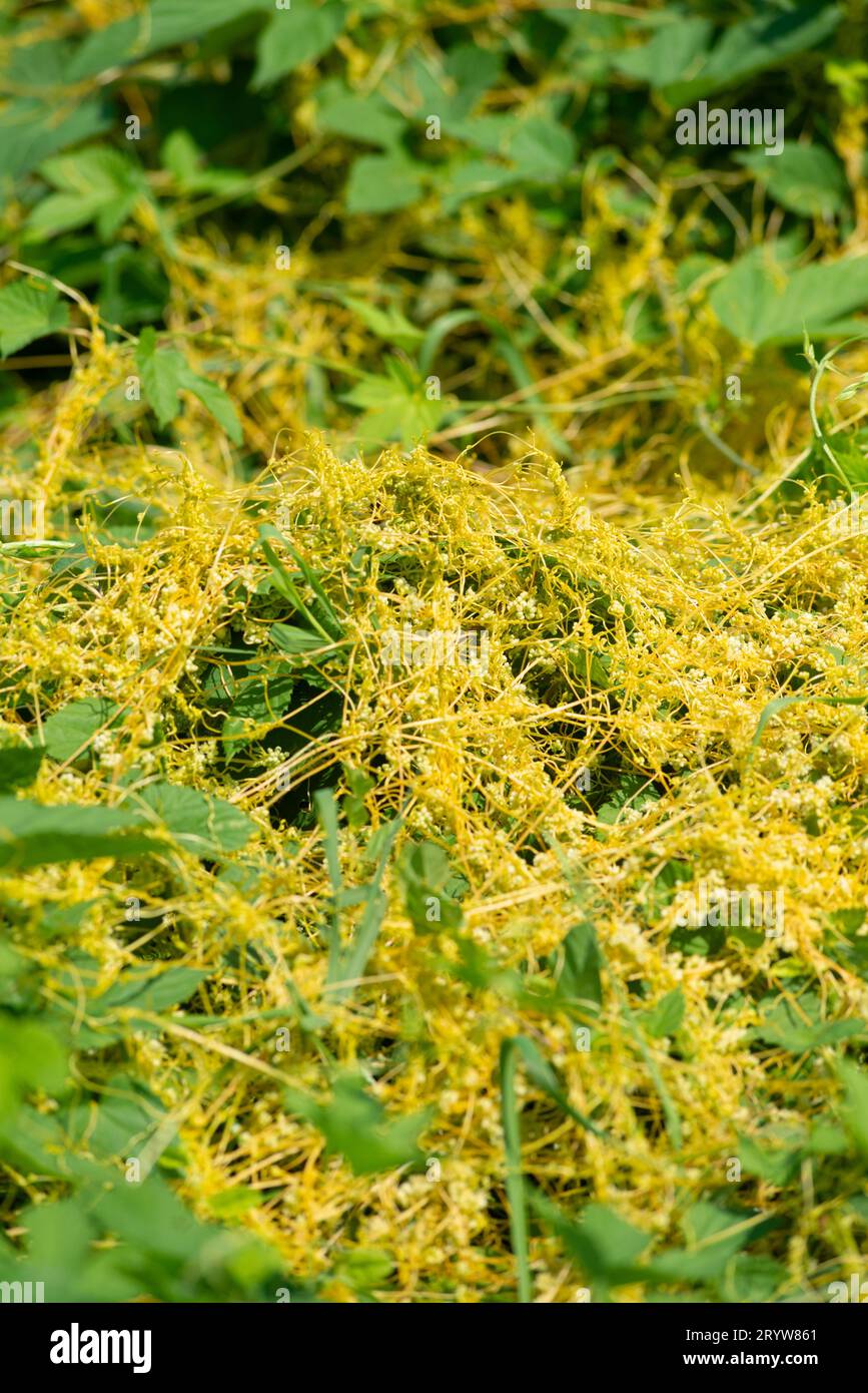Italy, Lombardy, Field Dodder, Cuscuta Campestris Stock Photo