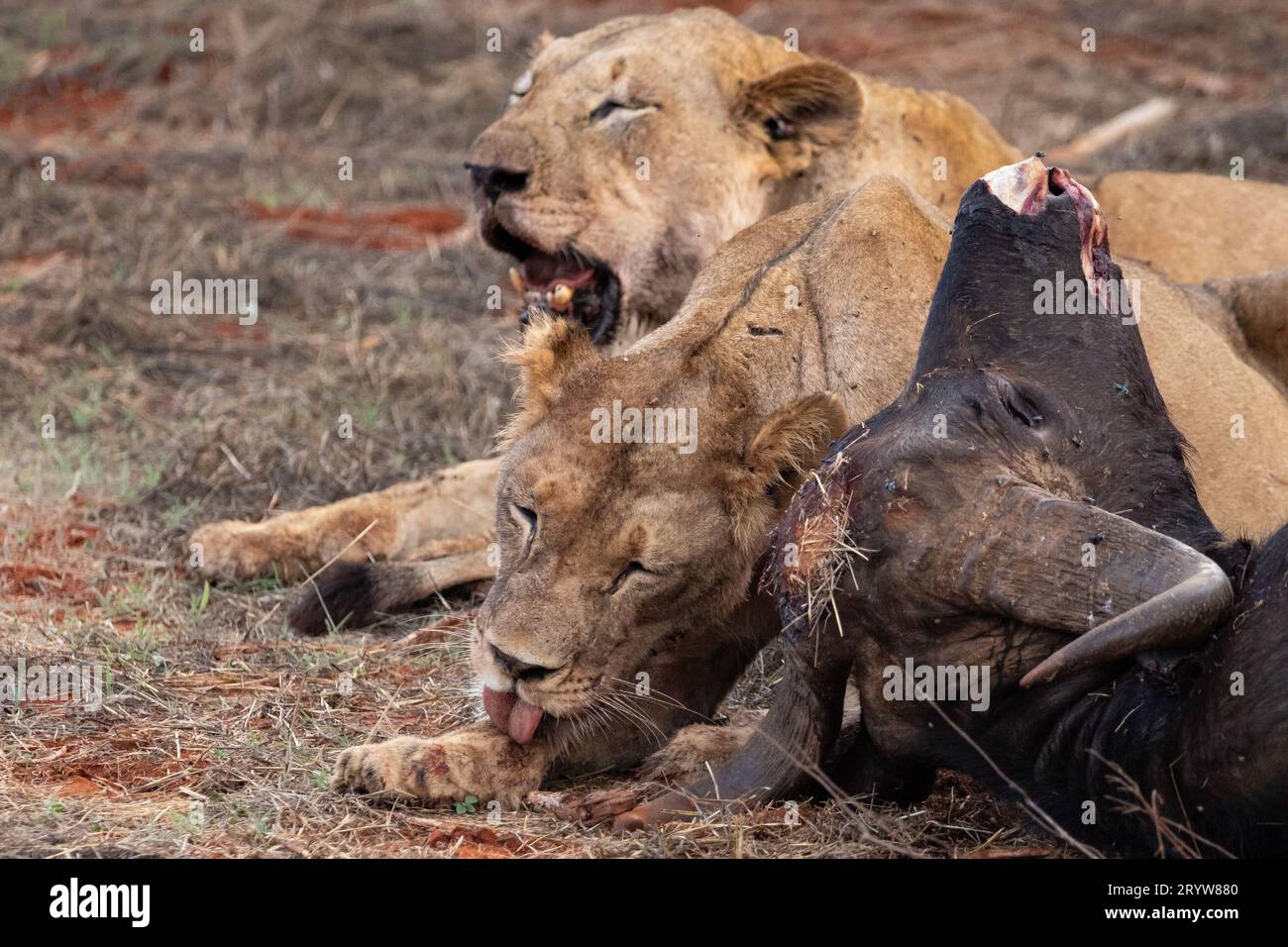 Wildlife Encounter in Kenya: Female Lions and a Downed Water Buffalo Stock Photo