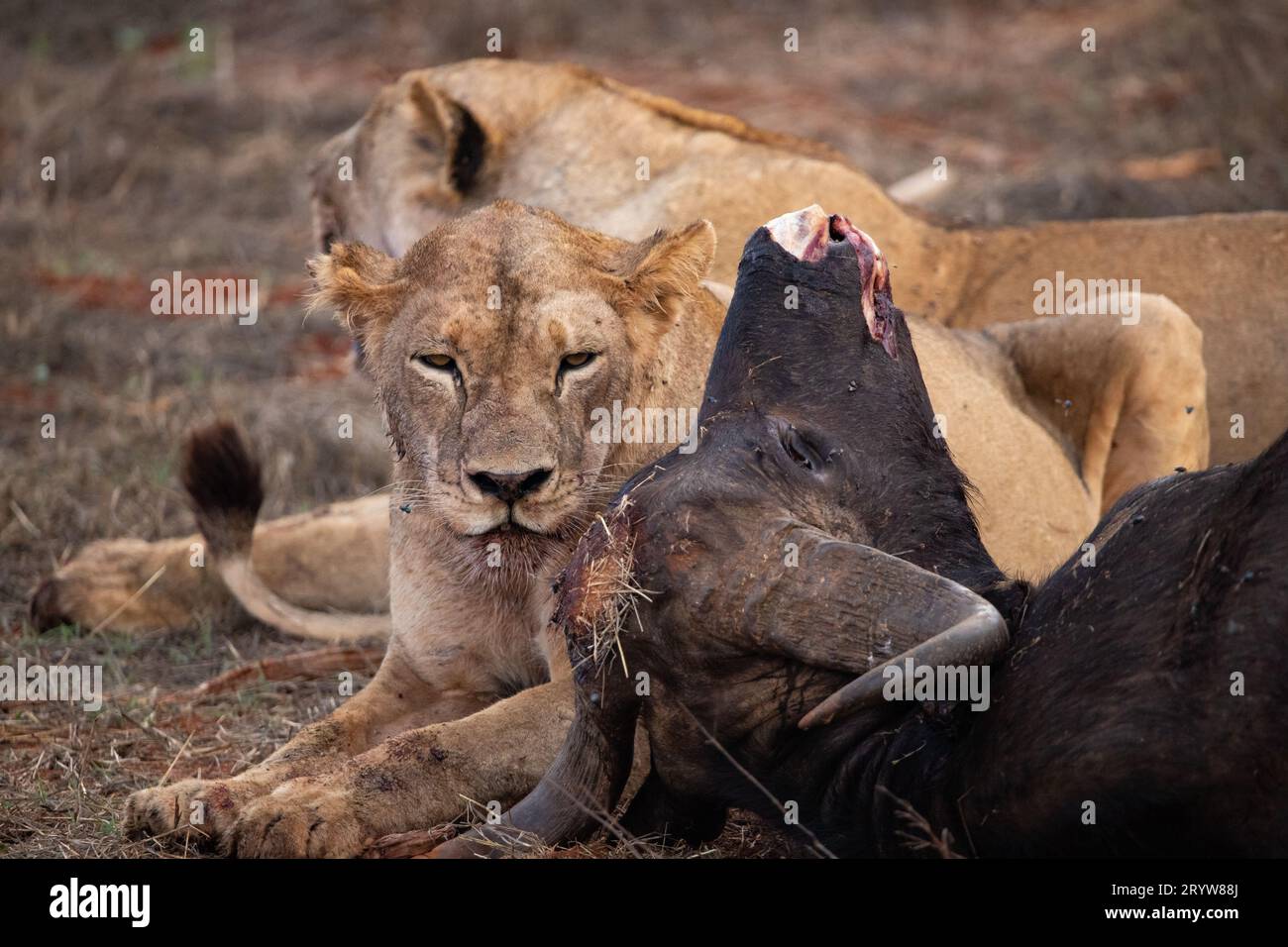 Wildlife Encounter in Kenya: Female Lions and a Downed Water Buffalo Stock Photo