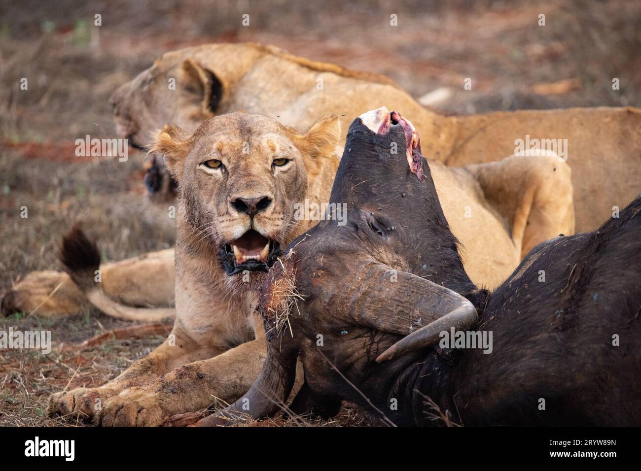 Wildlife Encounter in Kenya: Female Lions and a Downed Water Buffalo Stock Photo