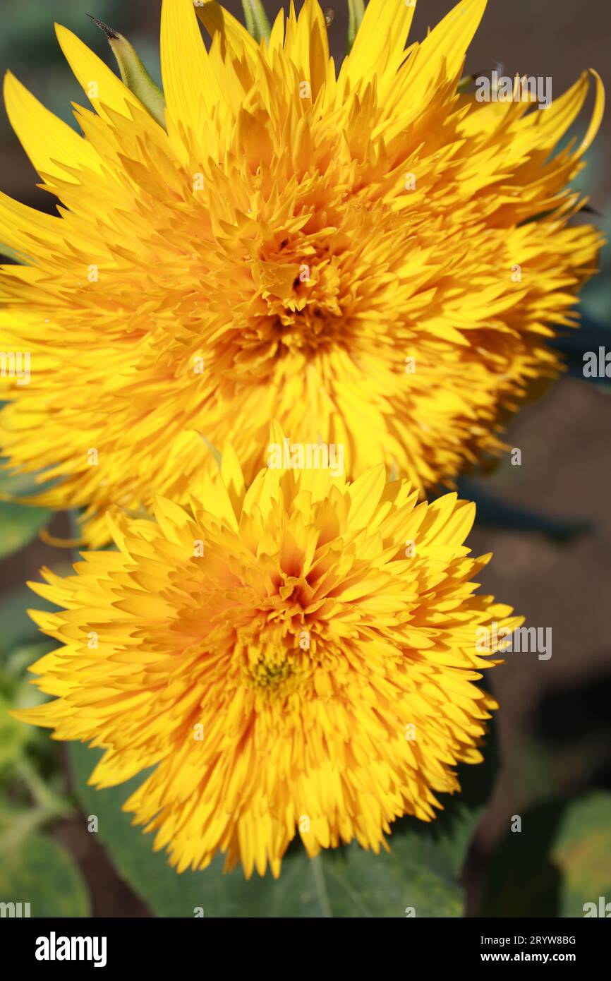 Close-up of Teddy Bear Sunflowers Stock Photo