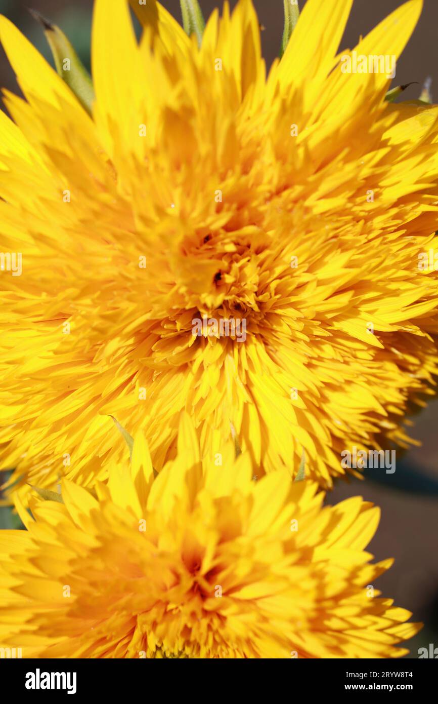 Close-up of Teddy Bear Sunflowers Stock Photo