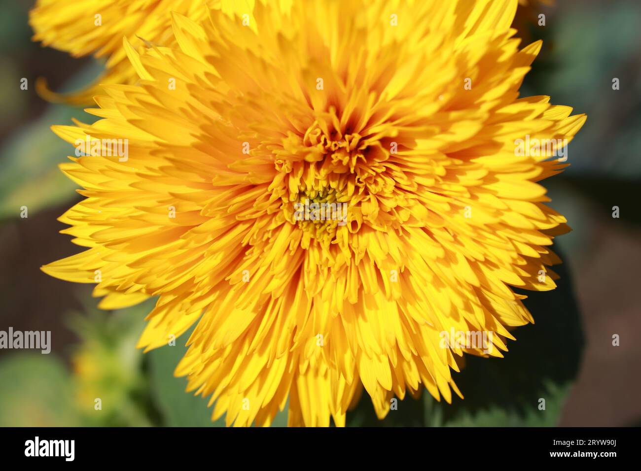 Close-up of Teddy Bear Sunflowers Stock Photo