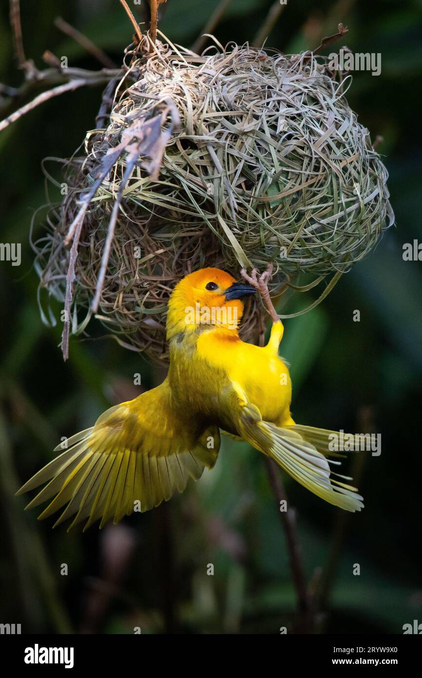 Masterful Craftsmanship: The Weaverbird and Its Nest Building in Kenya Stock Photo
