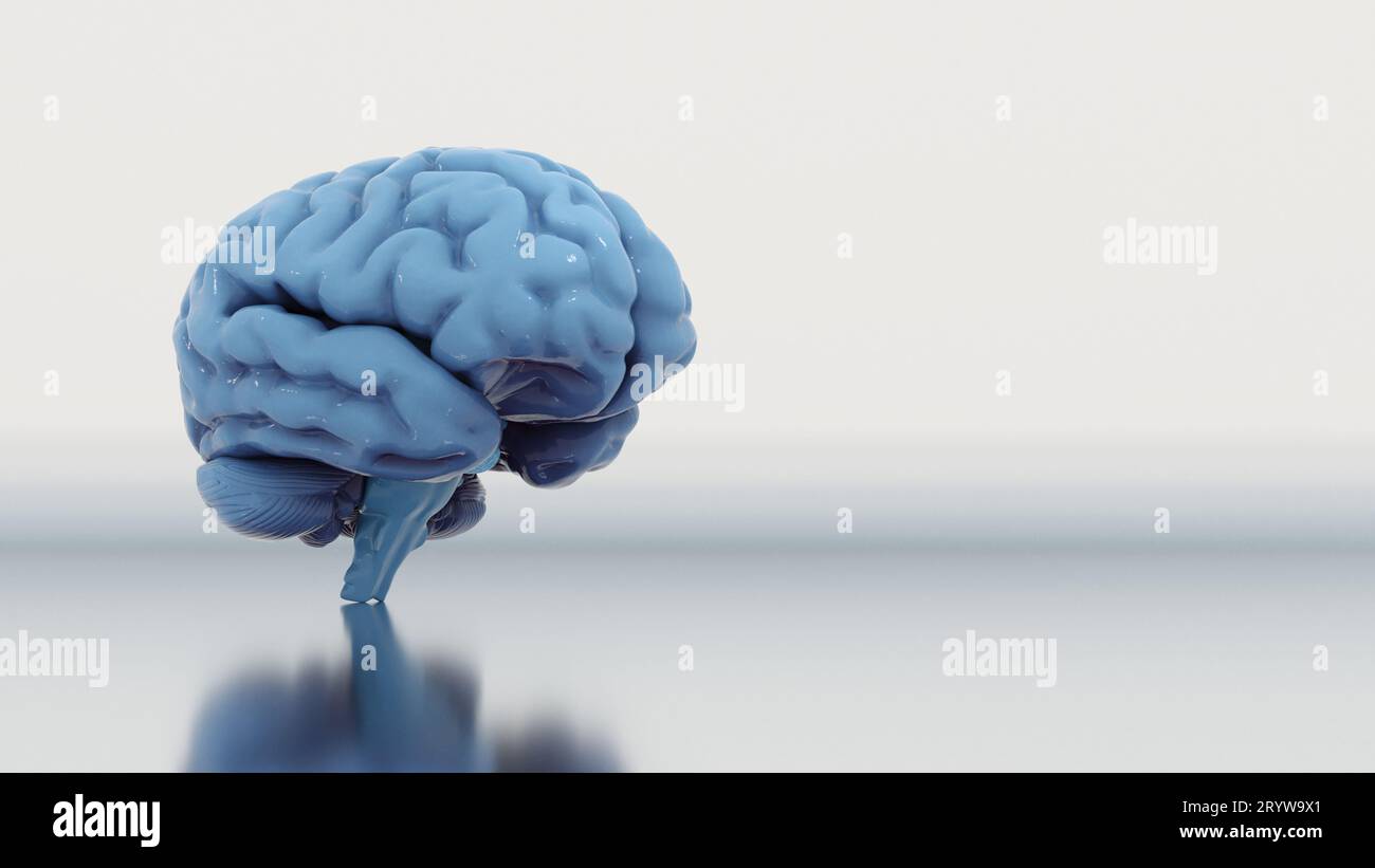 Illustration of a brain Stock Photo - Alamy