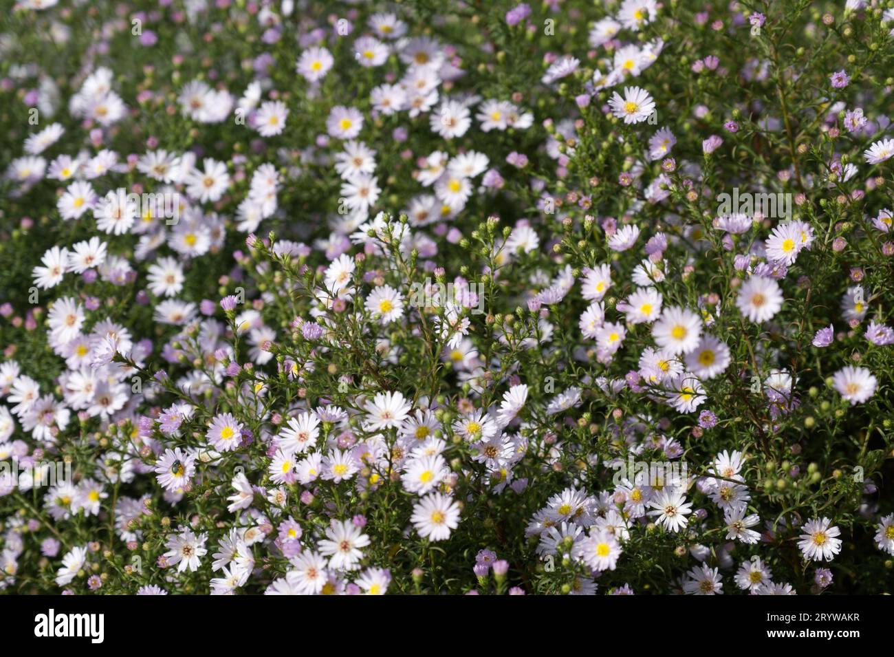 Pale mauve flowers of Michaelmas Daisy, Sympyhotrichum Anjas Choice in UK garden September Stock Photo