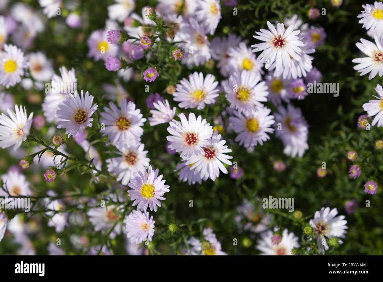 Pale mauve flowers of Michaelmas Daisy, Sympyhotrichum Anjas Choice in UK garden September Stock Photo