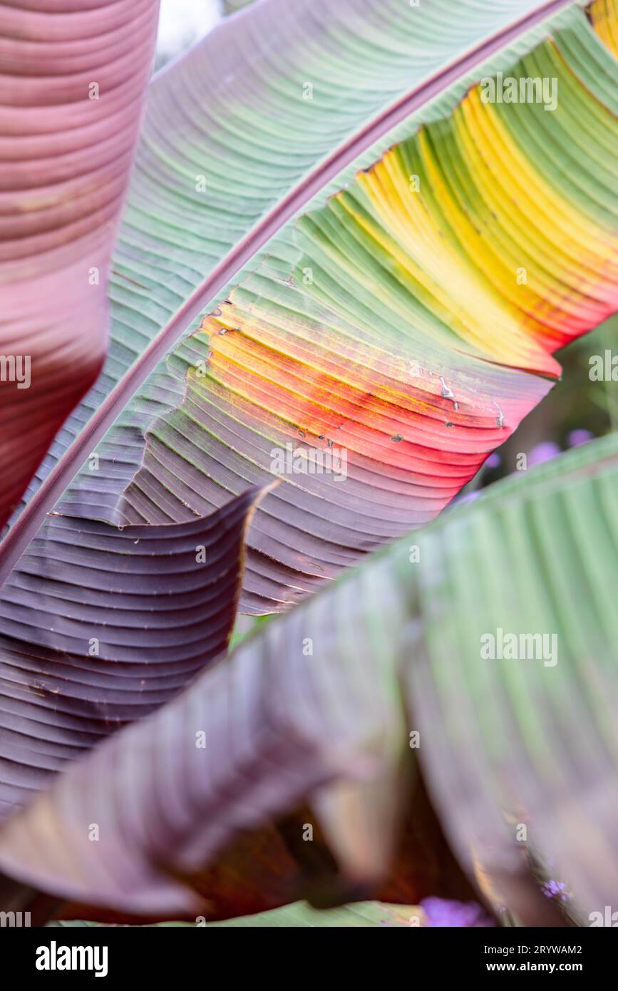 Abstract closeup of brightly coloured banana plant leaves green