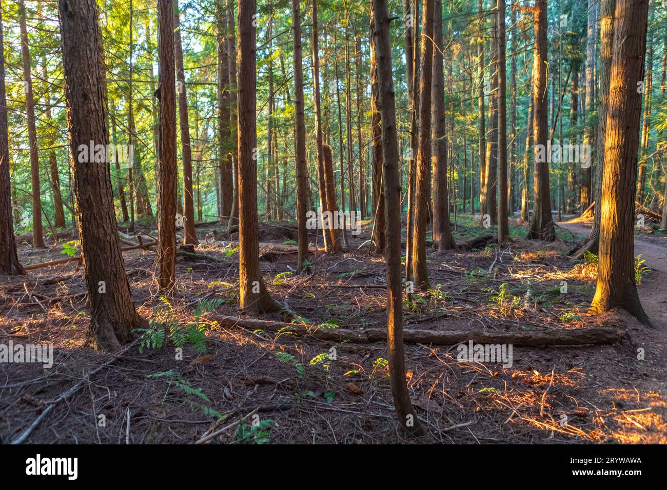 Tall trees in heritage forest in Qualicum Beach, Vancouver Island