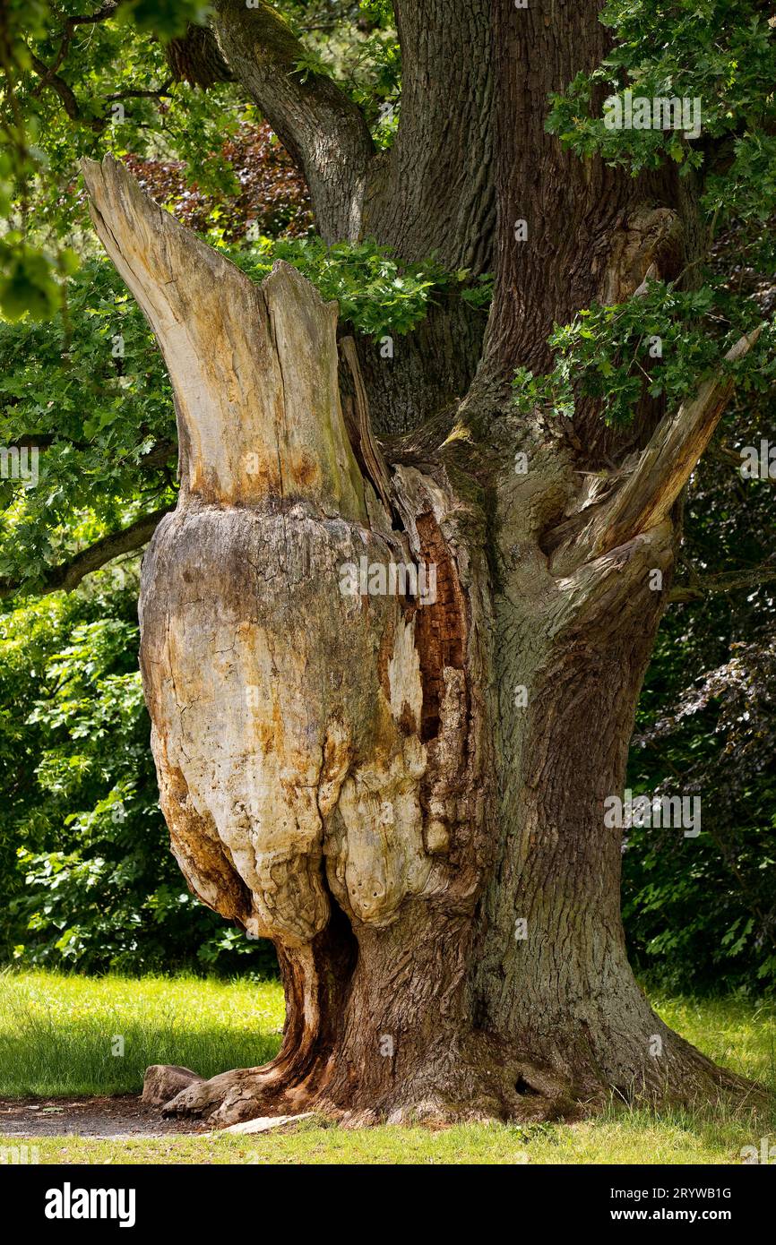 Very old oak with tree trunk dead by lightning and tree cancer, Sababurg Zoo, Hofgeismar, Germany Stock Photo