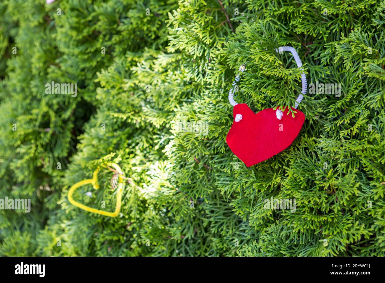 Hand crafted red and yellow hearts hanging from a green cypress bush in Vancouver, Canada. Stock Photo