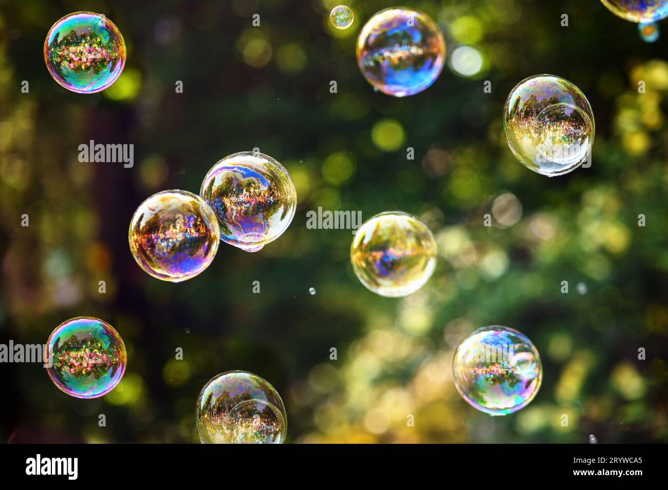 Rainbow soap bubbles on a dark green background in the rays of the sun ...