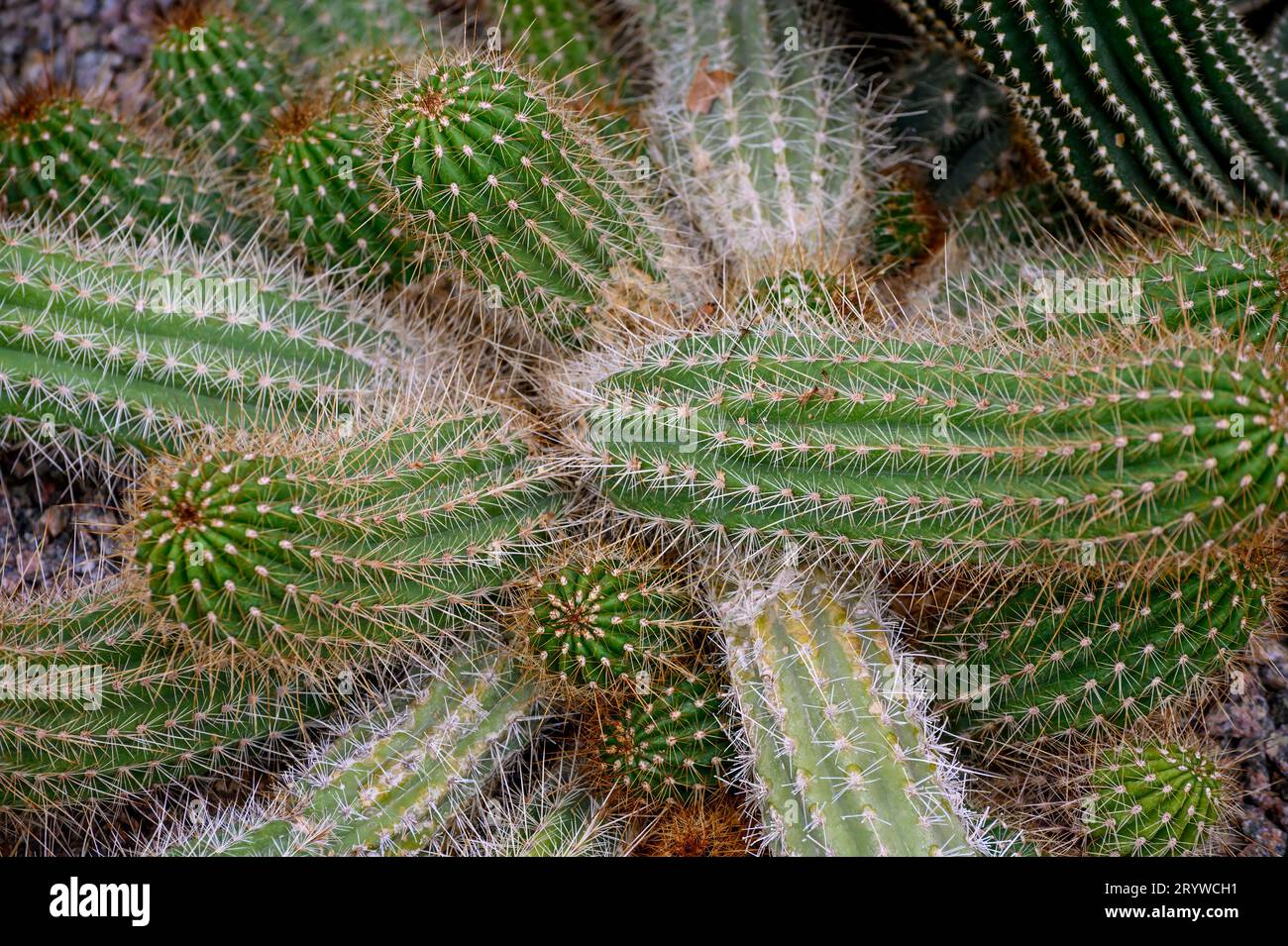 Cactus textures, closeup of cactus, green succulent closeup, natural lawn  background, detailed closeup of cactus texture Stock Photo - Alamy