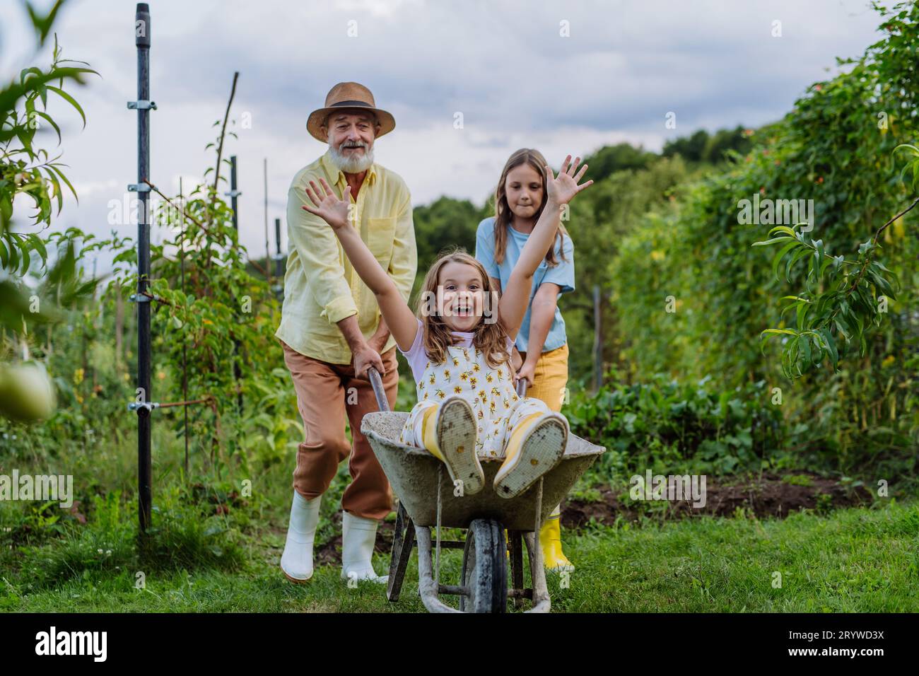 Grandfather and sister pushing little girl in a wheelbarrow through the ...