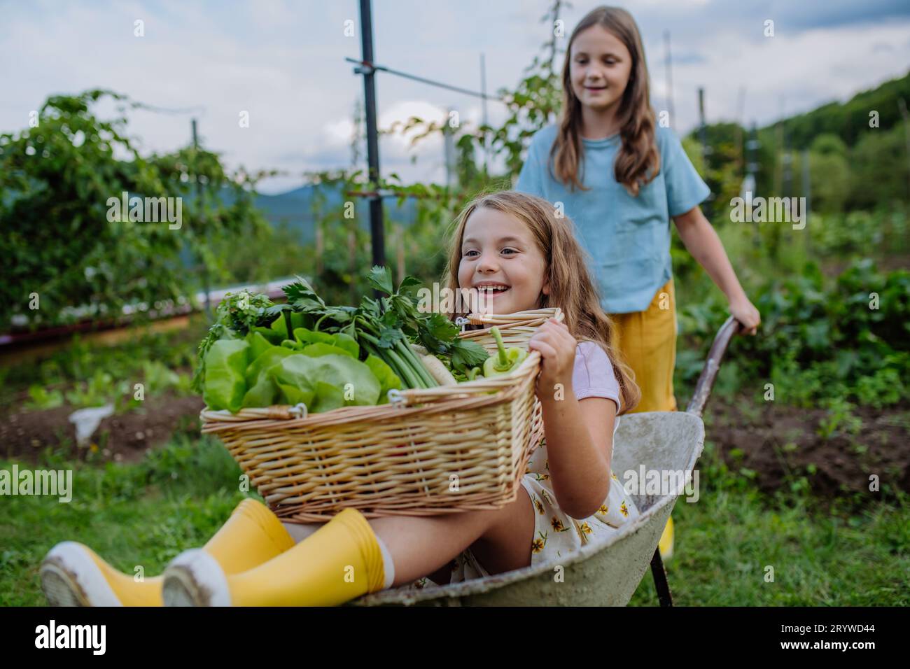 Sister pushing little girl in a wheelbarrow through the garden Stock ...
