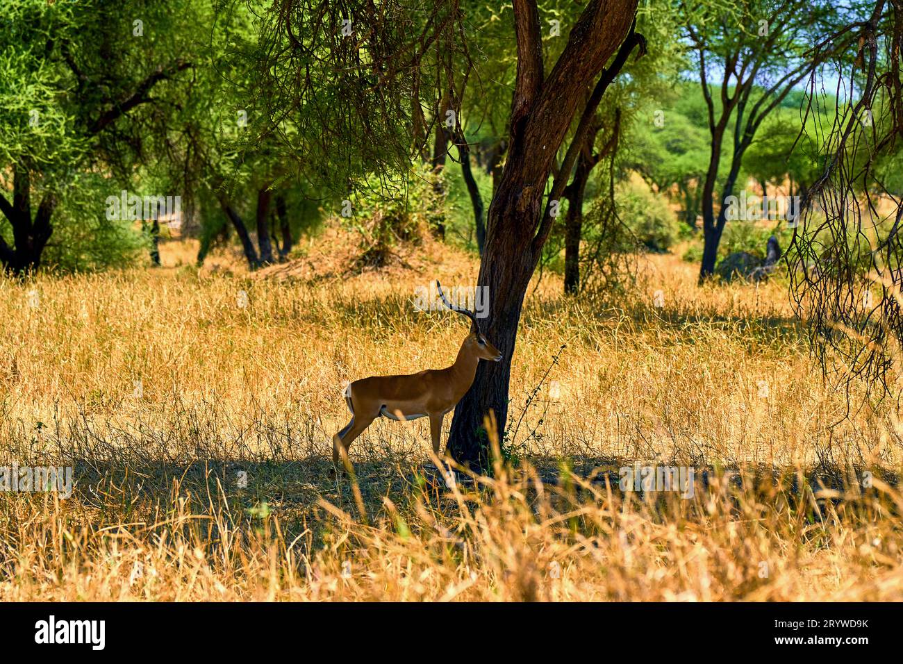 wild african savanna with animals Stock Photo - Alamy