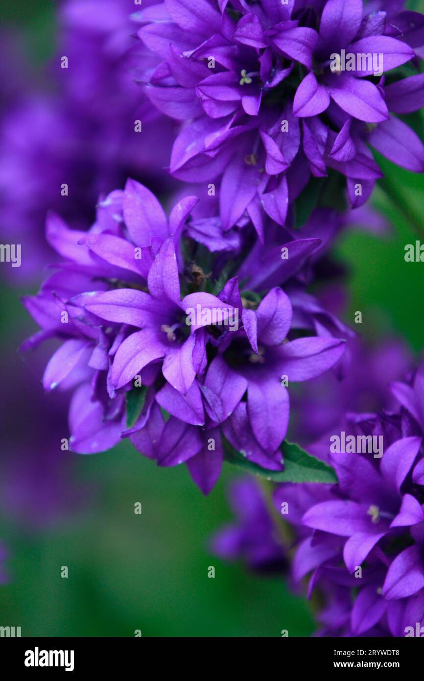 Campanula glomerata var. acaulis (Clustered Bellflower) Stock Photo