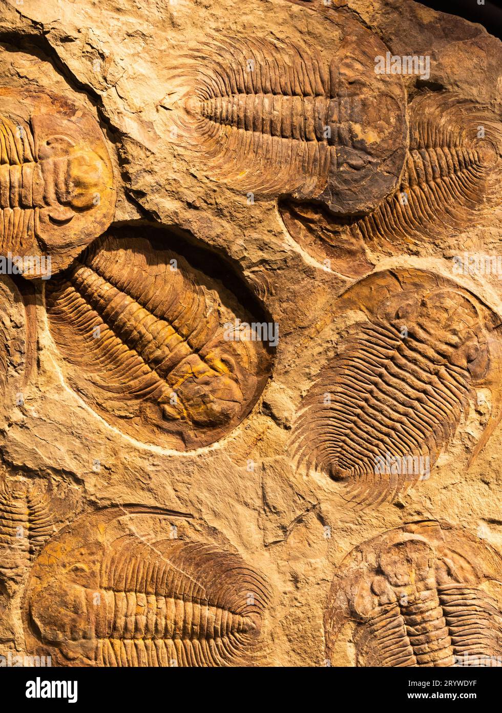 Fossil of Trilobite - Acadoparadoxides briareus - ancient fossilized arthropod on rock. Stock Photo