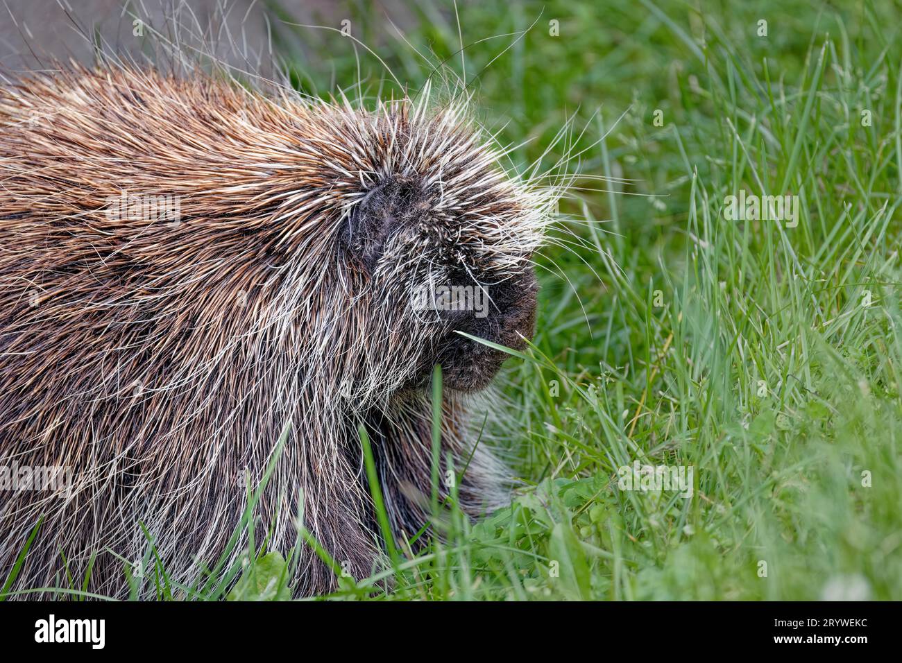 The North American porcupine (Erethizon dorsatum) Stock Photo