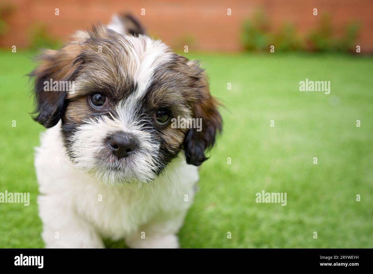 Cavachon Puppy Stock Photo