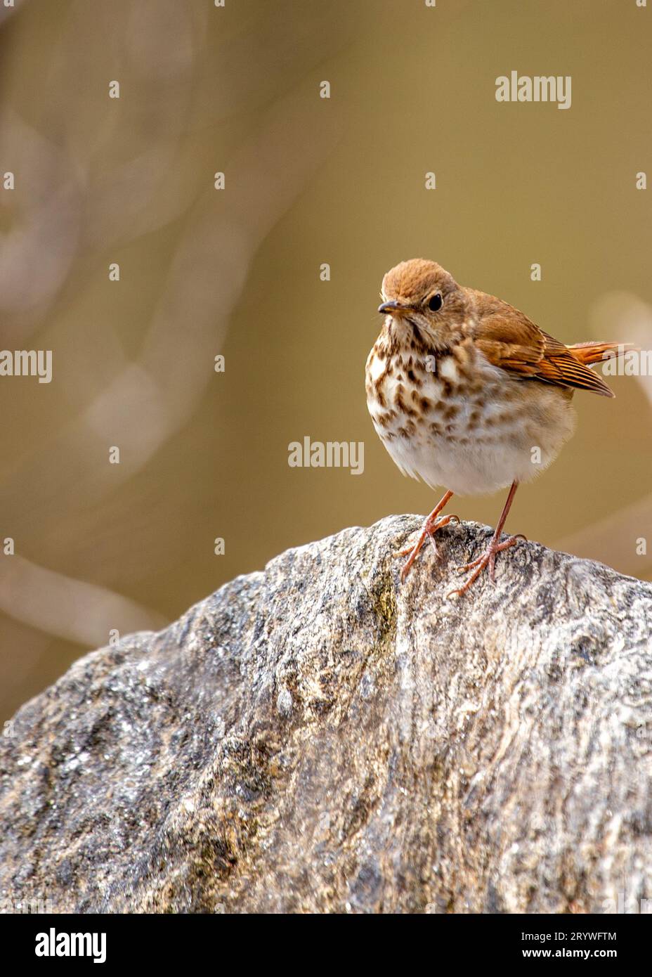 The Hermit Thrush (Catharus guttatus) graces North American woodlands with its enchanting song and spotted plumage. Stock Photo