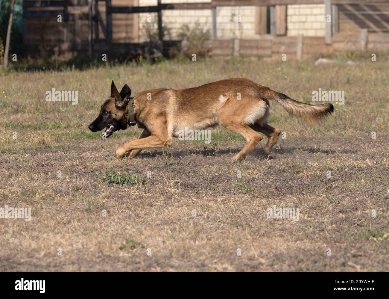 Belgian Shepherd Malinois runs and plays in the park. Happy Malinois Shepherd dog on an active
