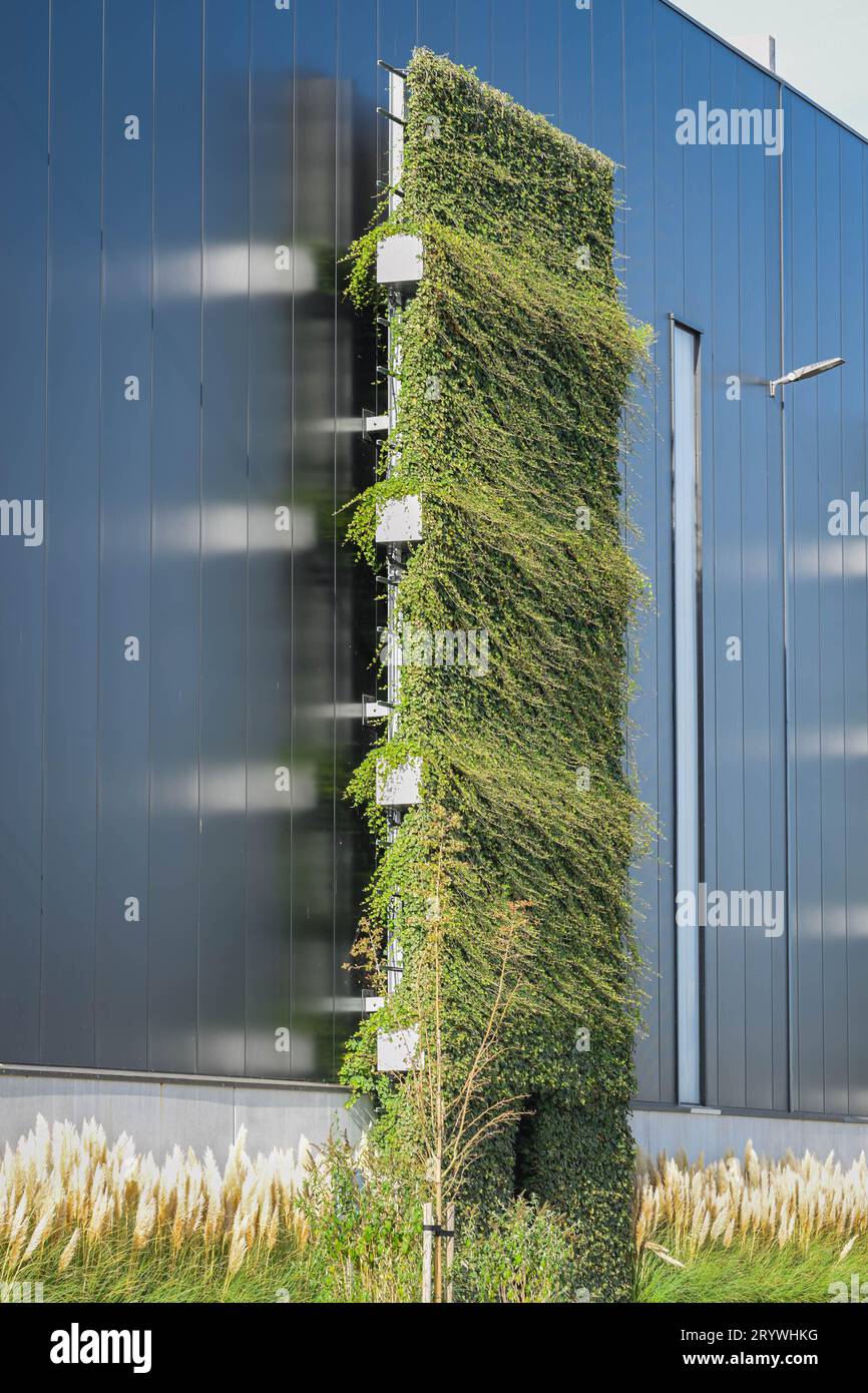 Ivy growth along the wall of a commercial building. Ecological solution for more greenery in an urban environment. Stock Photo