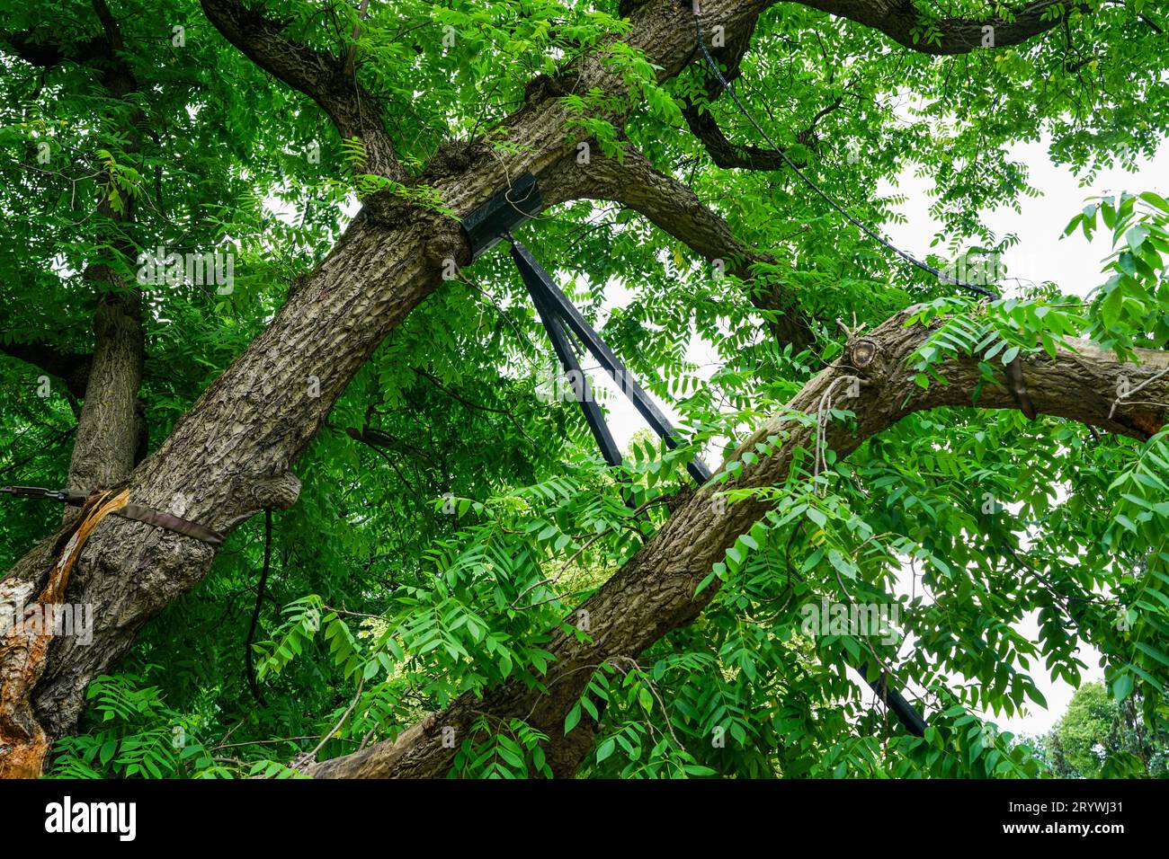 Metal supports for a leaning tree trunk in a city park, saving the tree