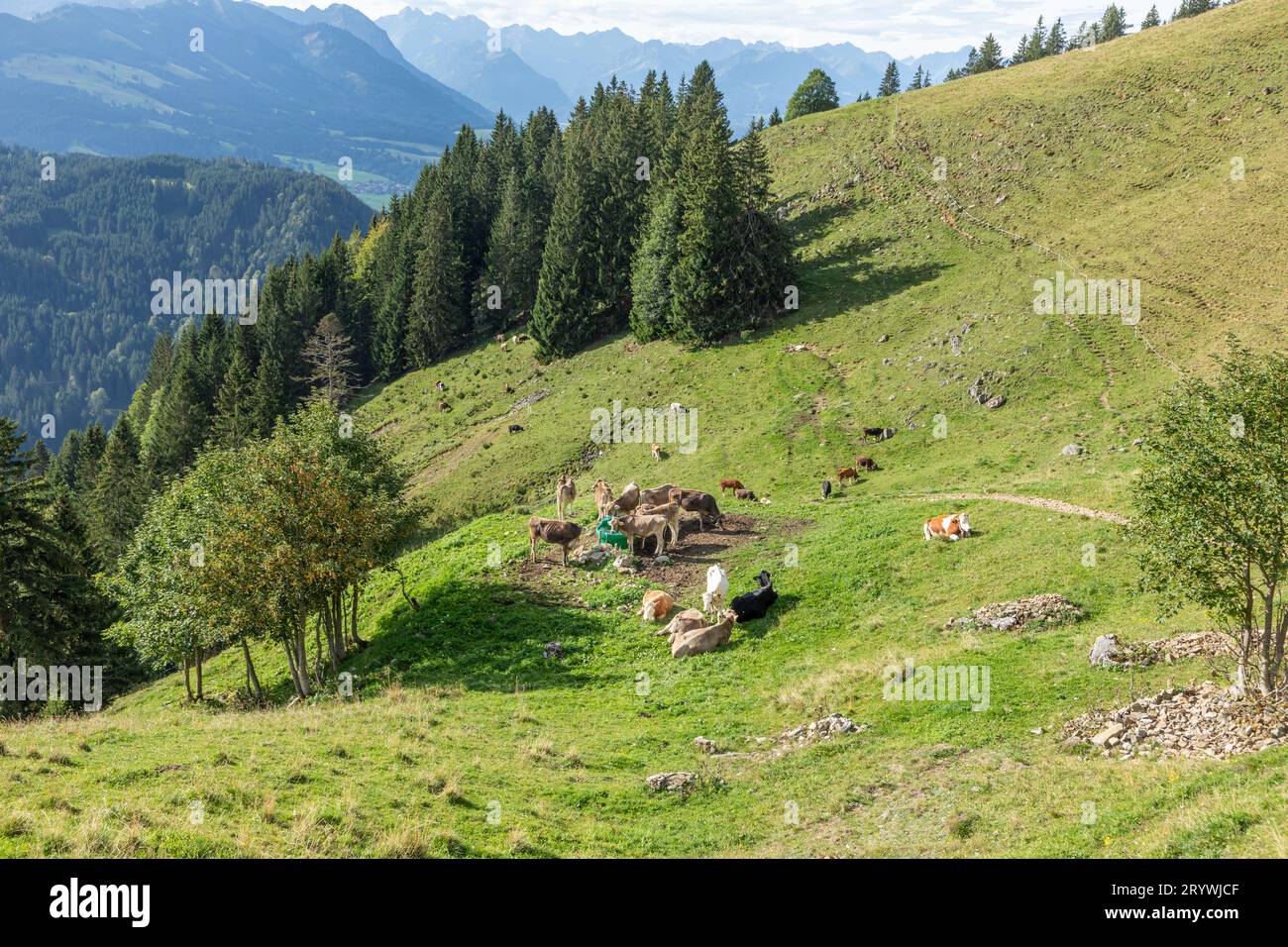 On mountain slope grazing flock hi-res stock photography and images - Alamy