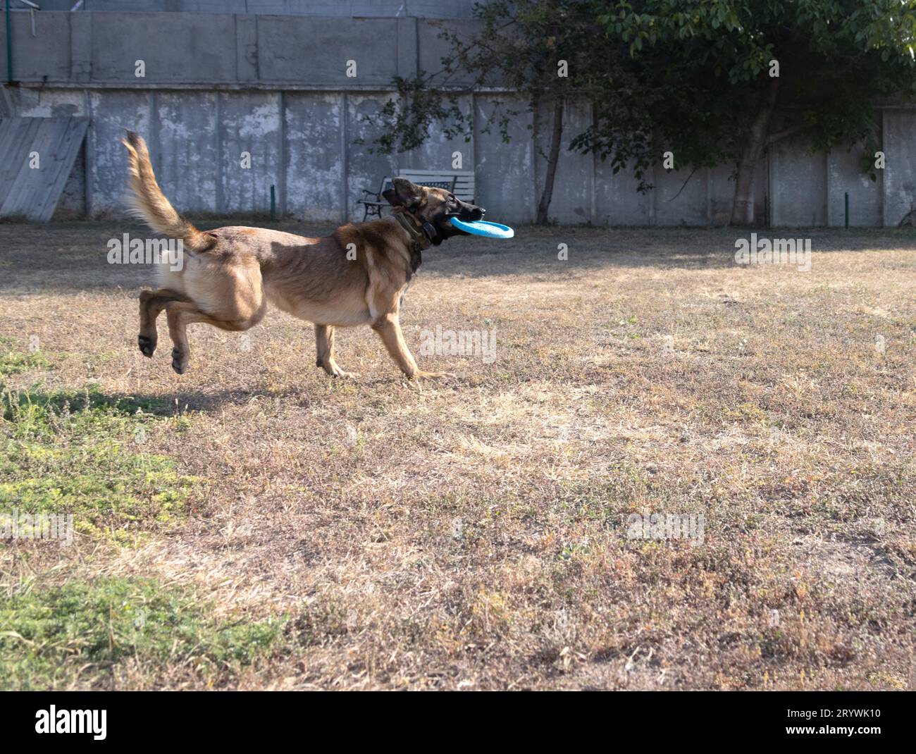 Belgian Shepherd Malinois runs and plays in the park. Happy Malinois