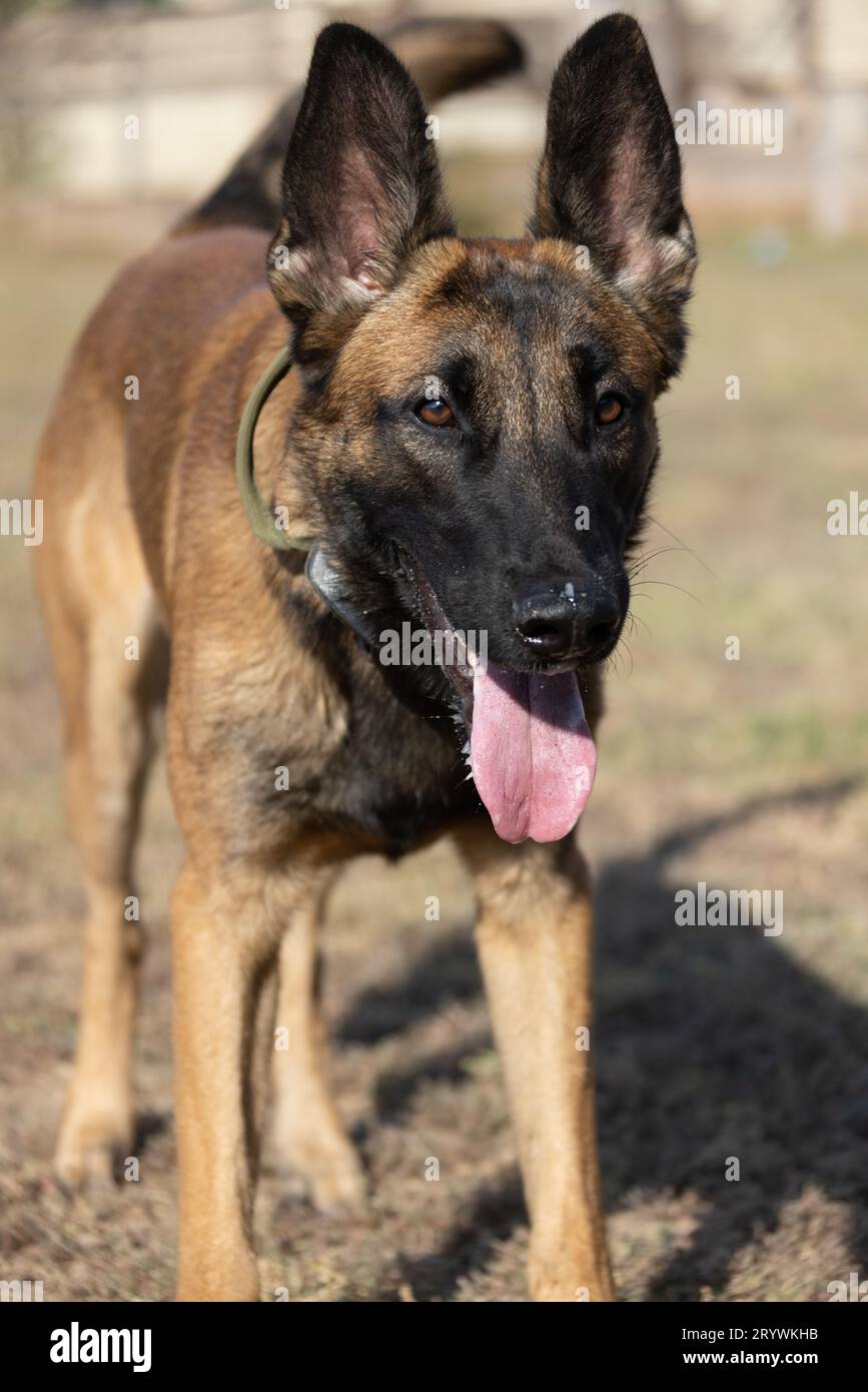 Belgian malinois best sale smart