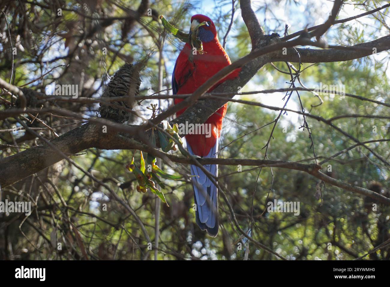 Crimson Rosella (Platycercus Elegans) Sitting in Tree Eating a Leaf in the Blue Mountains in New South Wales Australia - Parrot Perched on Tree Branch Stock Photo