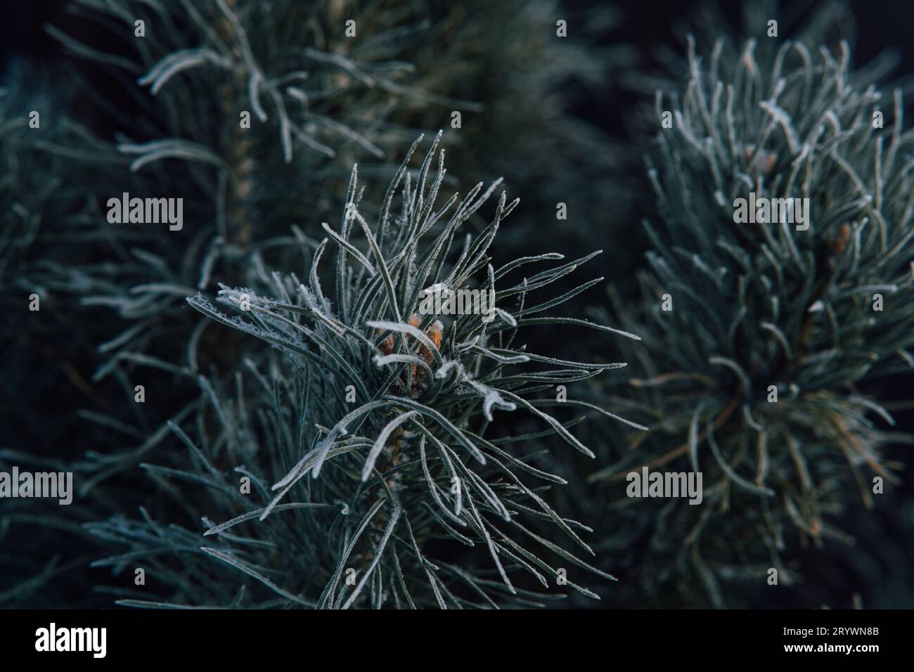 Pine branch is covered with frost. Winter frosty weather Stock Photo ...
