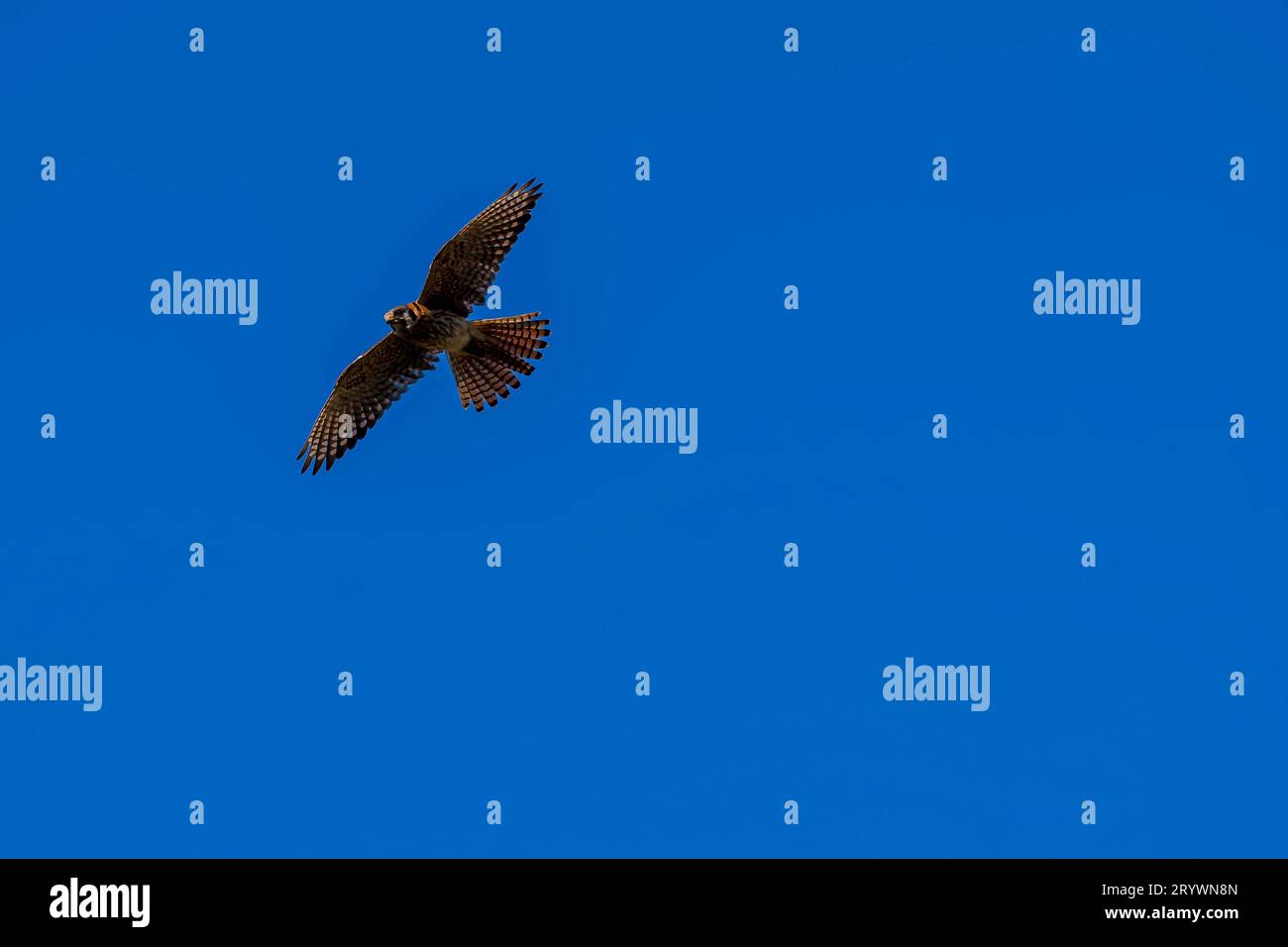 Wild Red Tailed Hawk Looking For Prey Against A Brilliant Blue Sky Stock Photo