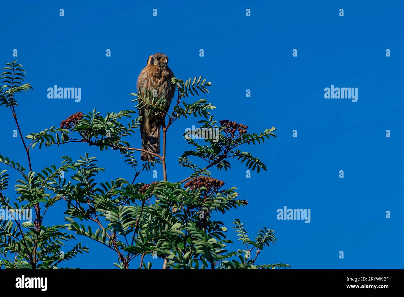 Wild Red Tailed Hawk Looking For Prey Against A Brilliant Blue Sky Stock Photo