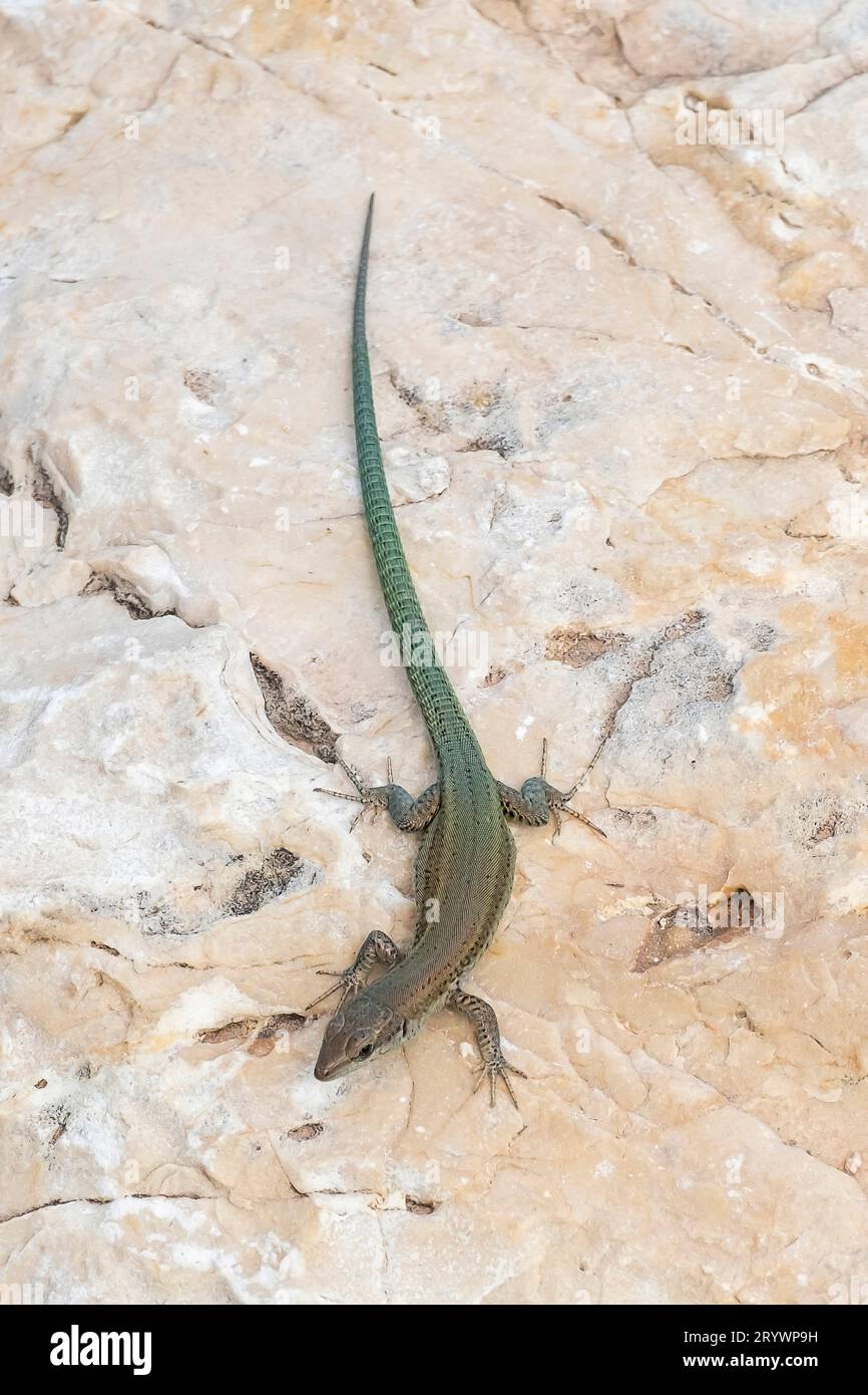 Spanish wall lizard (Podarcis hispanica Stock Photo Alamy