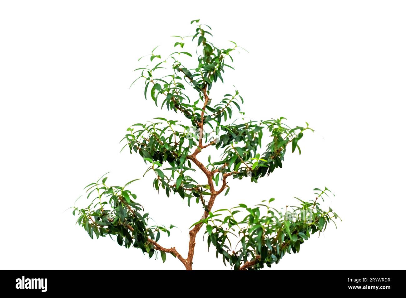 Japanese house tree in sunlight, bonsai close up Stock Photo Alamy