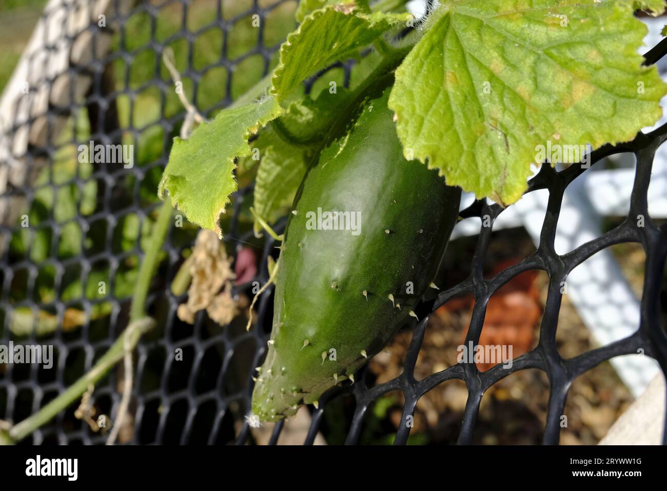 Small and slightly misshapen Cucumber growing on plant in late Summer season Stock Photo