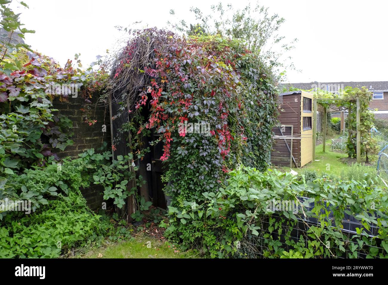 Ramshackle allotment shed covered in Ivy and Virginia Creeper in early Autumn Stock Photo