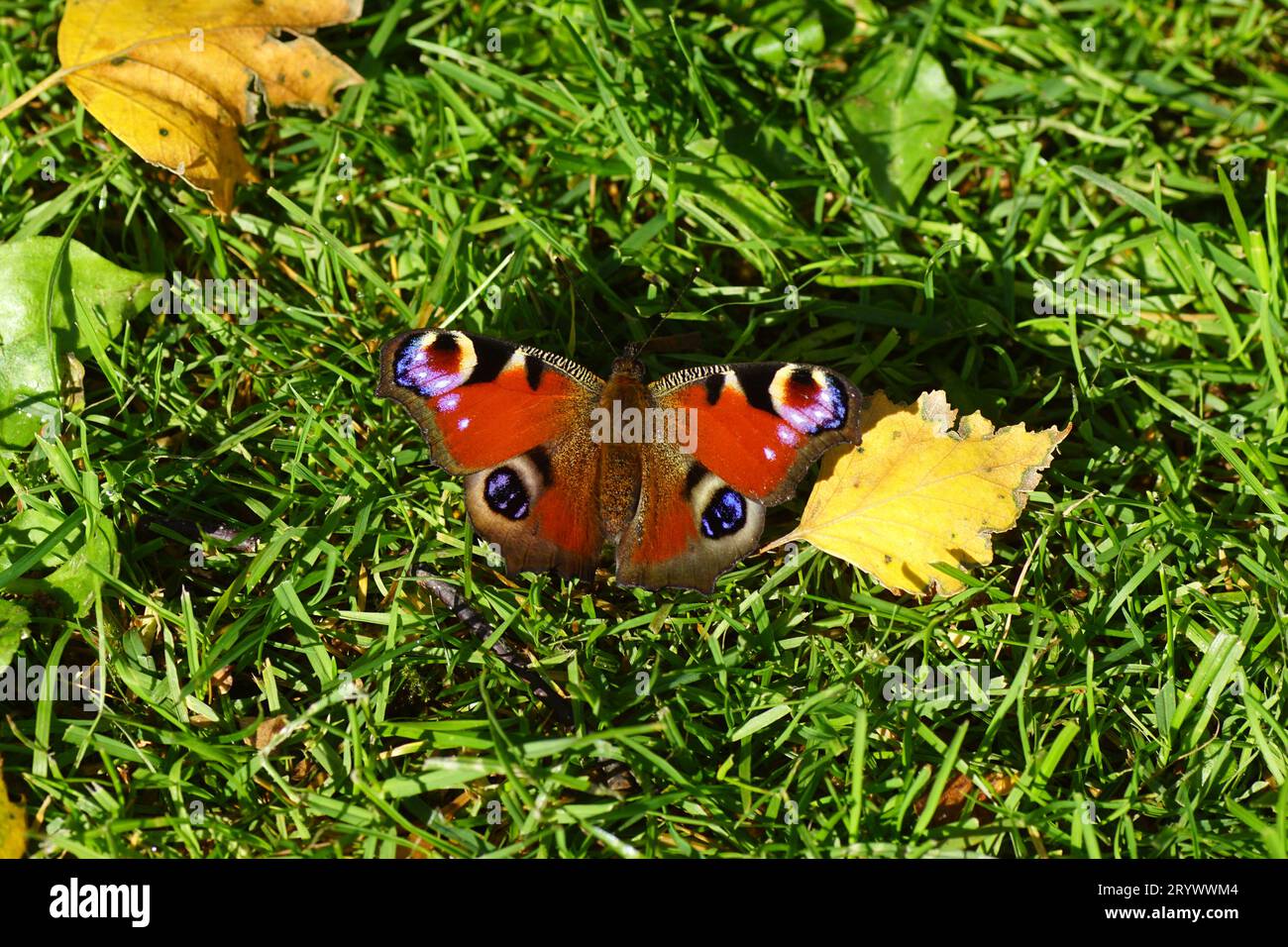 Peacock butterfly (Aglais io, Inachis io), family Nymphalidae in the sun on the grass of the lawn with autumn birch leaves. Netherlands, October Stock Photo
