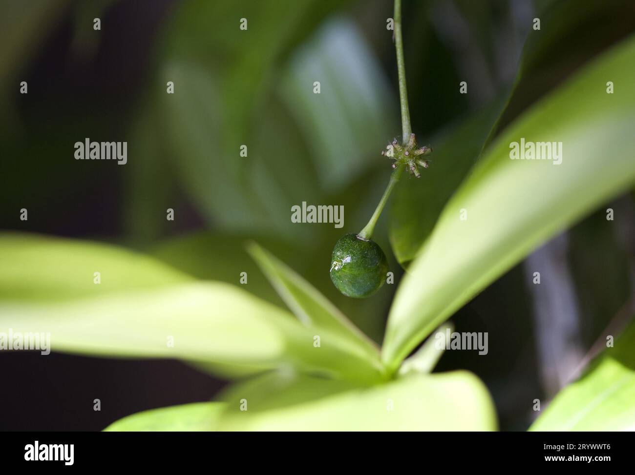 Dracaena Surculosa green bamboo houseplant with a green berry. Stock Photo