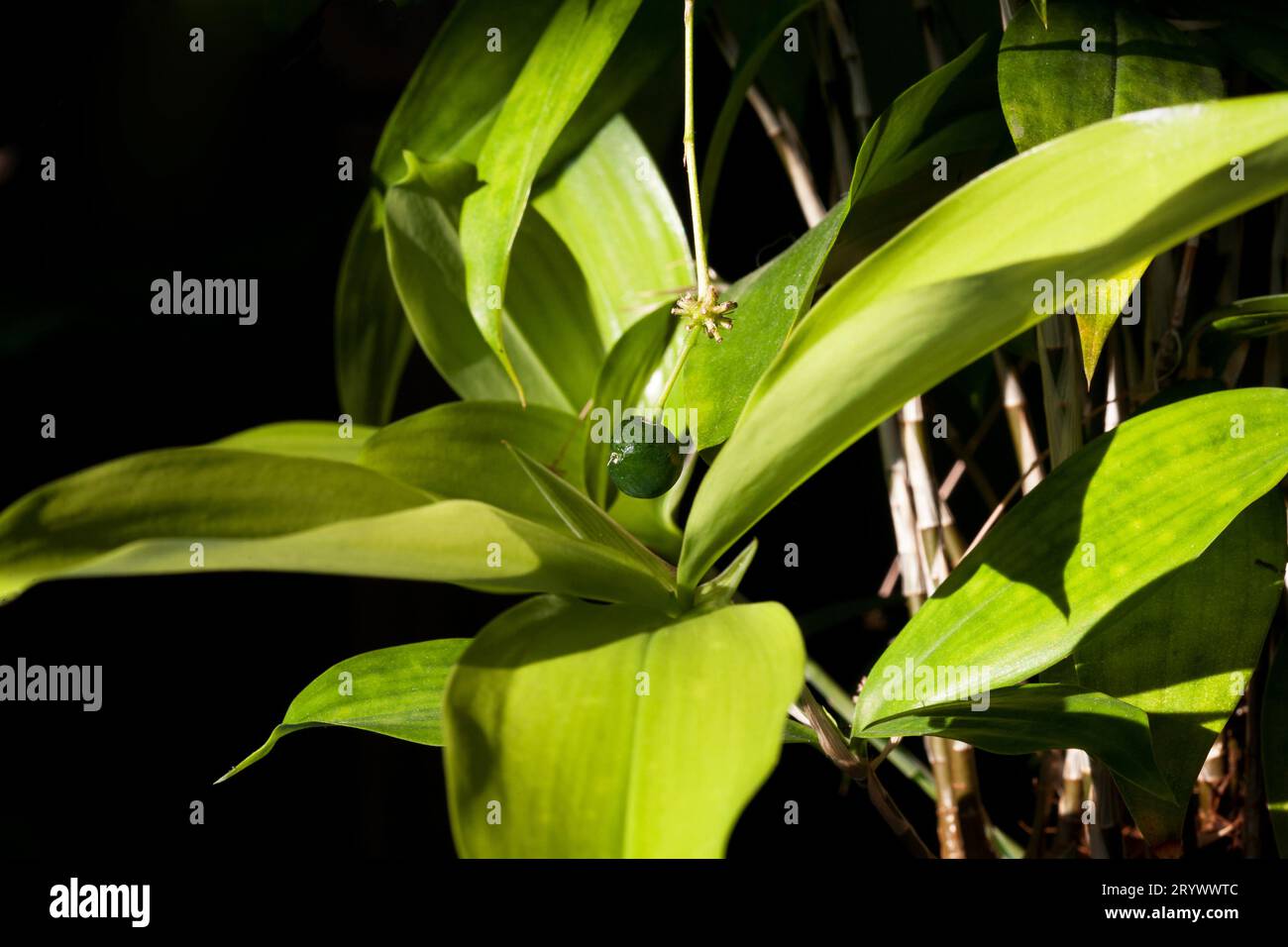 Dracaena Surculosa Japanese green bamboo indoor Houseplant with a green berry. Stock Photo