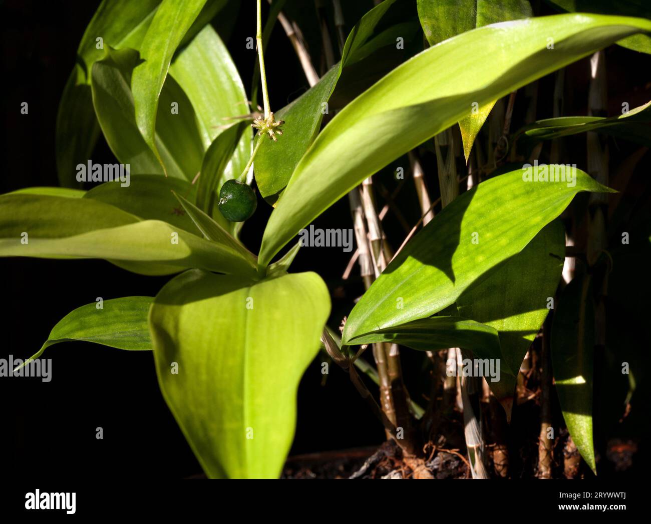 Dracaena Surculosa Japanese green bamboo Houseplant with a green berry. Stock Photo
