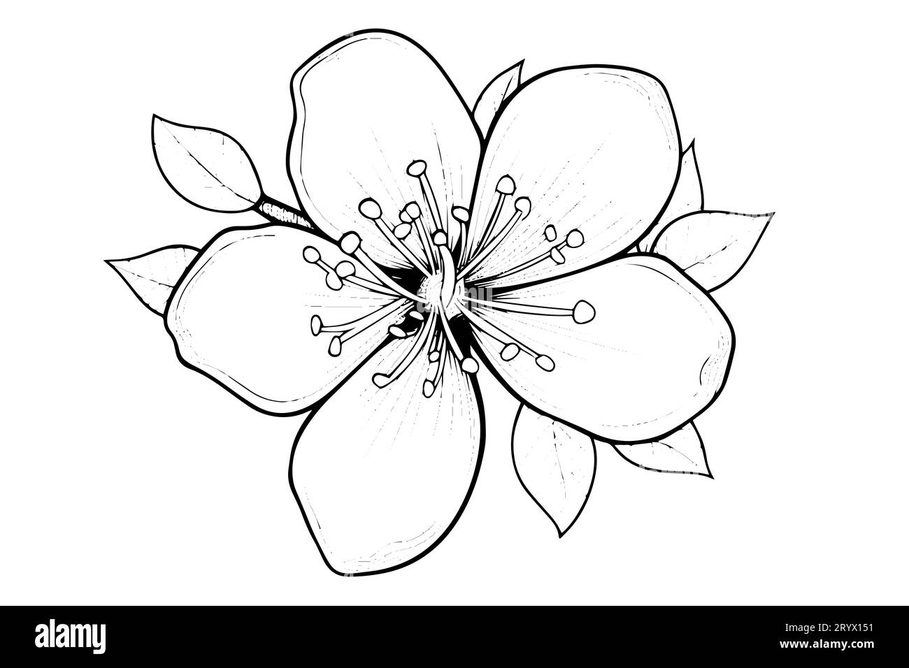 Cherry blossom hand drawn ink sketch. Sakura in engraving style vector