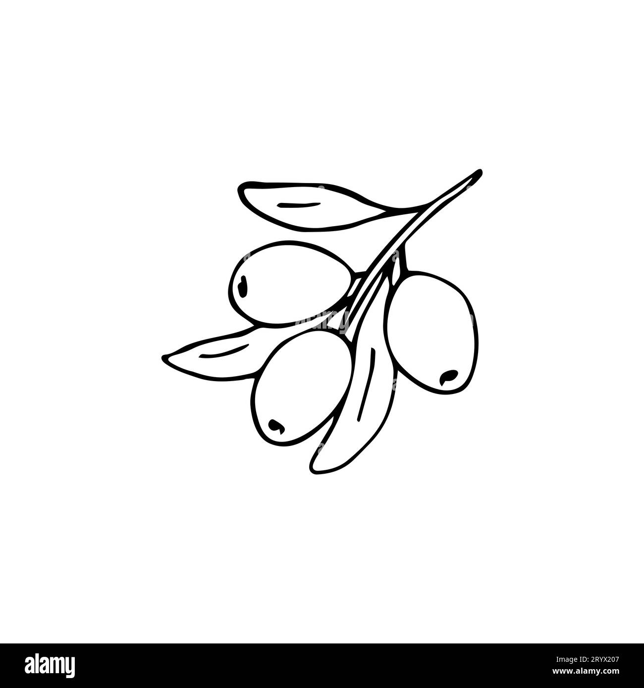 Hand-drawn olive branch with leaves and fruits. isolated vector ...