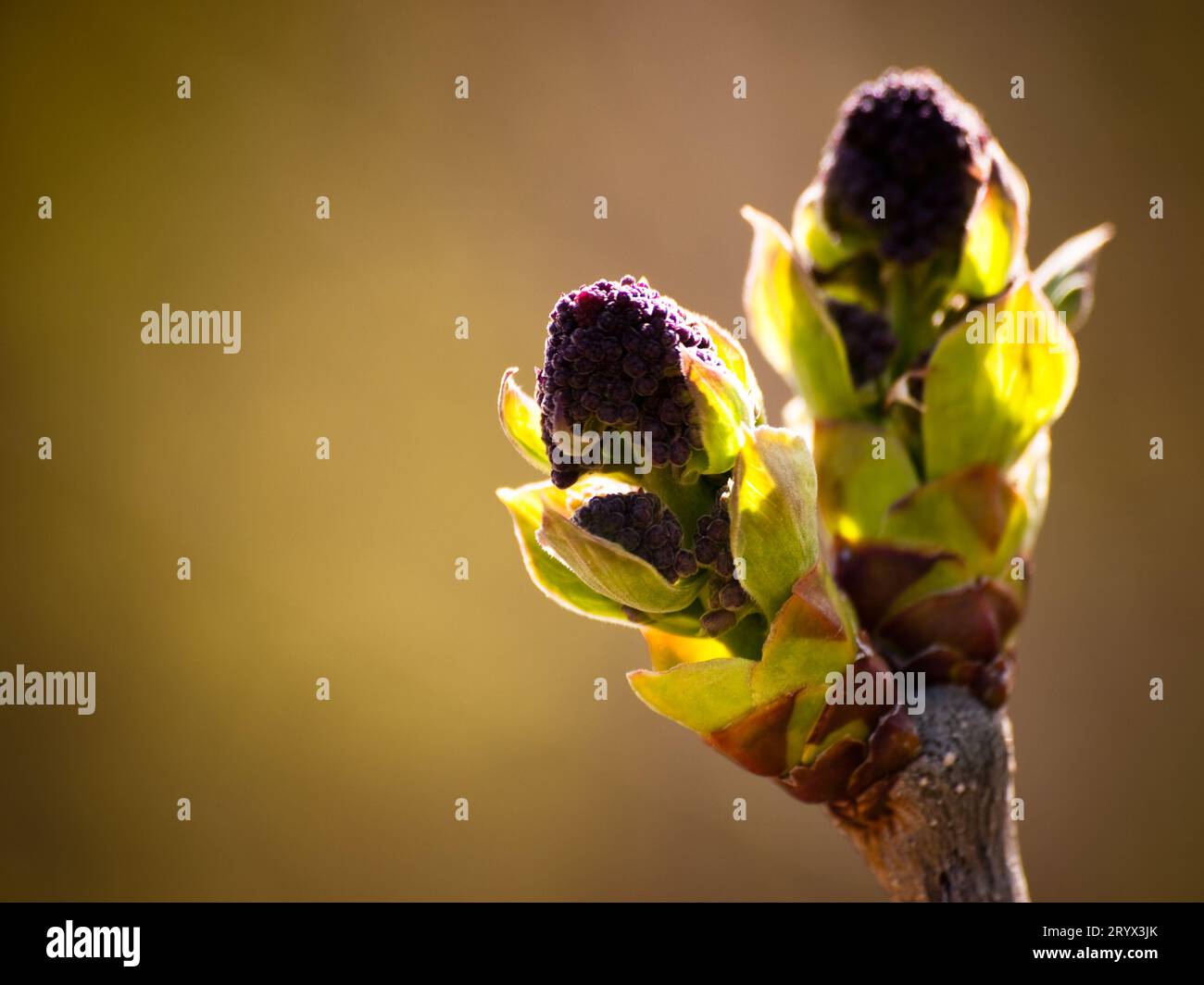 Tree in bloom Stock Photo - Alamy