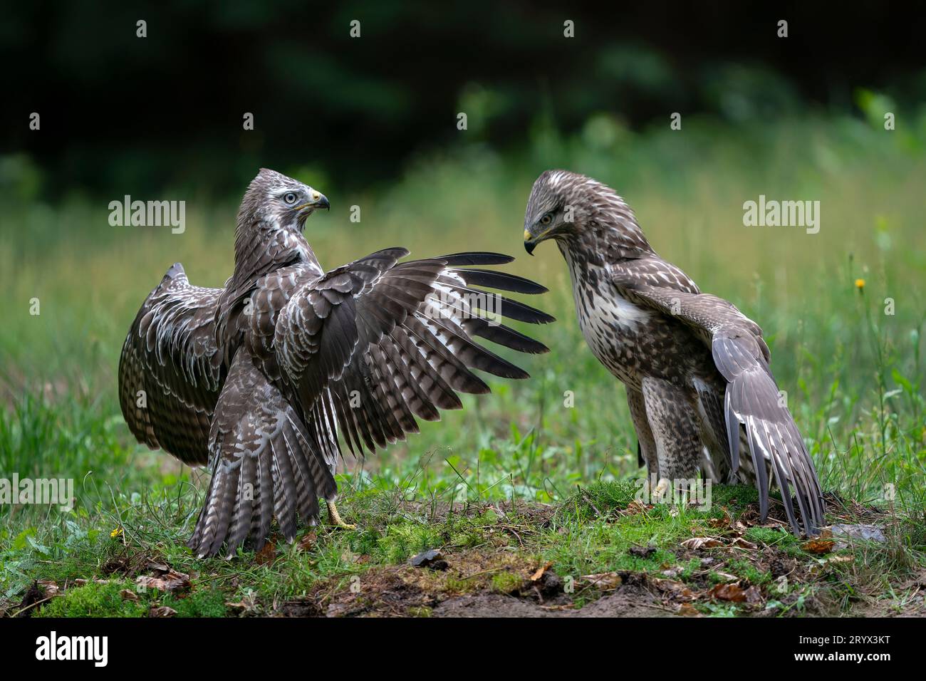 Two juvenile Common Buzzards(Buteo buteo) in the forest of Noord Brabant in the Netherlands. Front view. Wings spread. Stock Photo